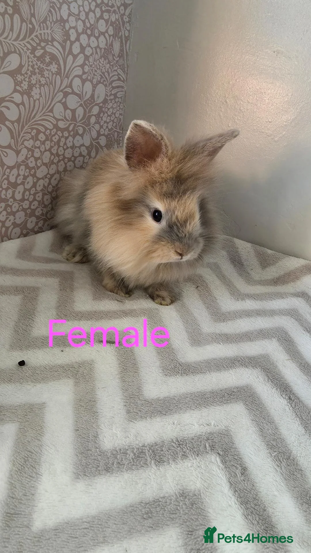 Lionhead rabbits for sale: Lion head rabbits - Advert 2
