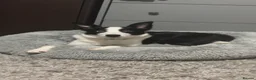 Border Collie dogs for sale: Bluey (Border Collie) in Blackpool - Advert 4
