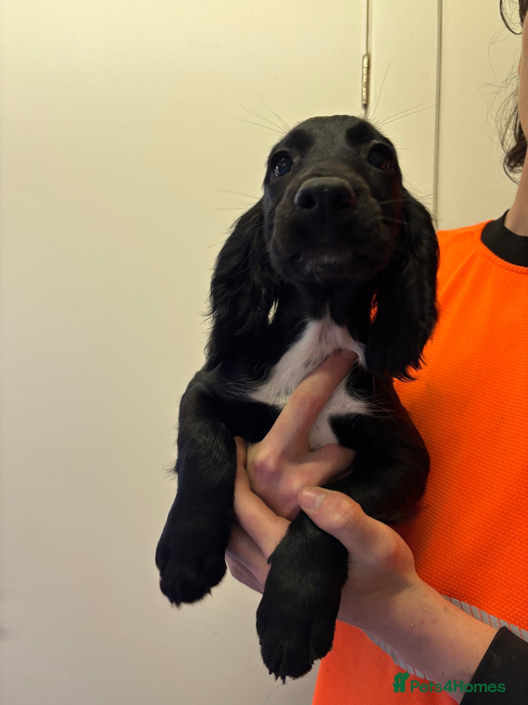 Cocker Spaniel dogs for sale: Two gorgeous male KC cocker spaniels - Image 4