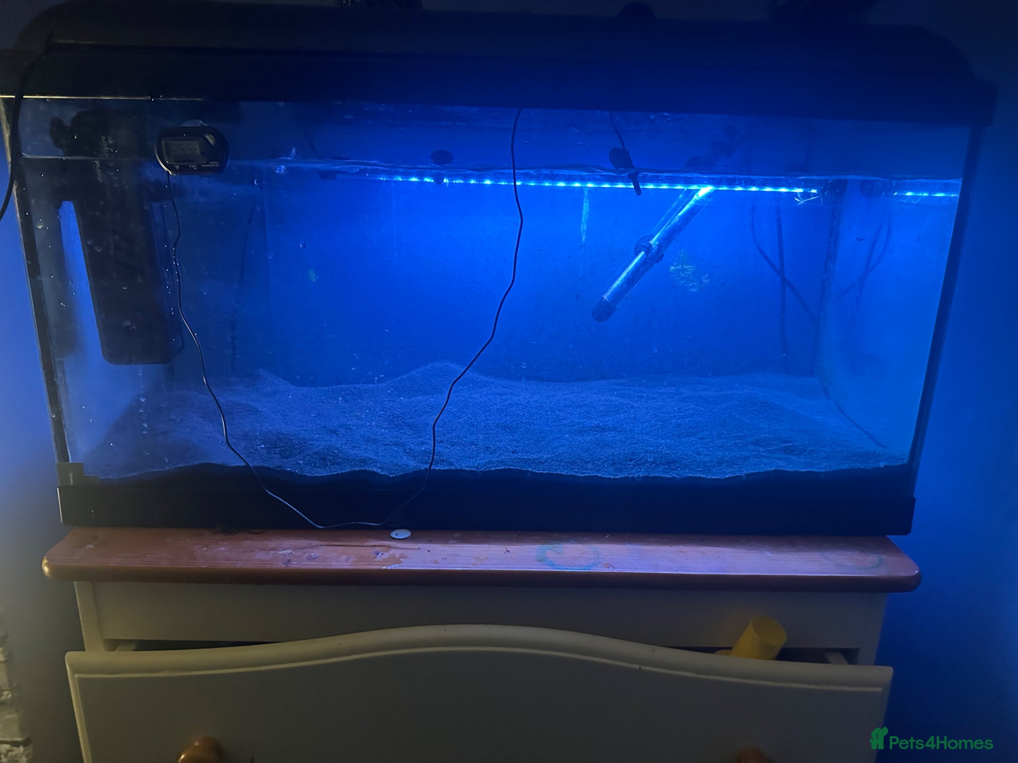 Live Bearers fish Fish tank need gone  open to offers  - Advert 5