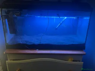 Live Bearers fish Fish tank need gone open to offers - Advert 5