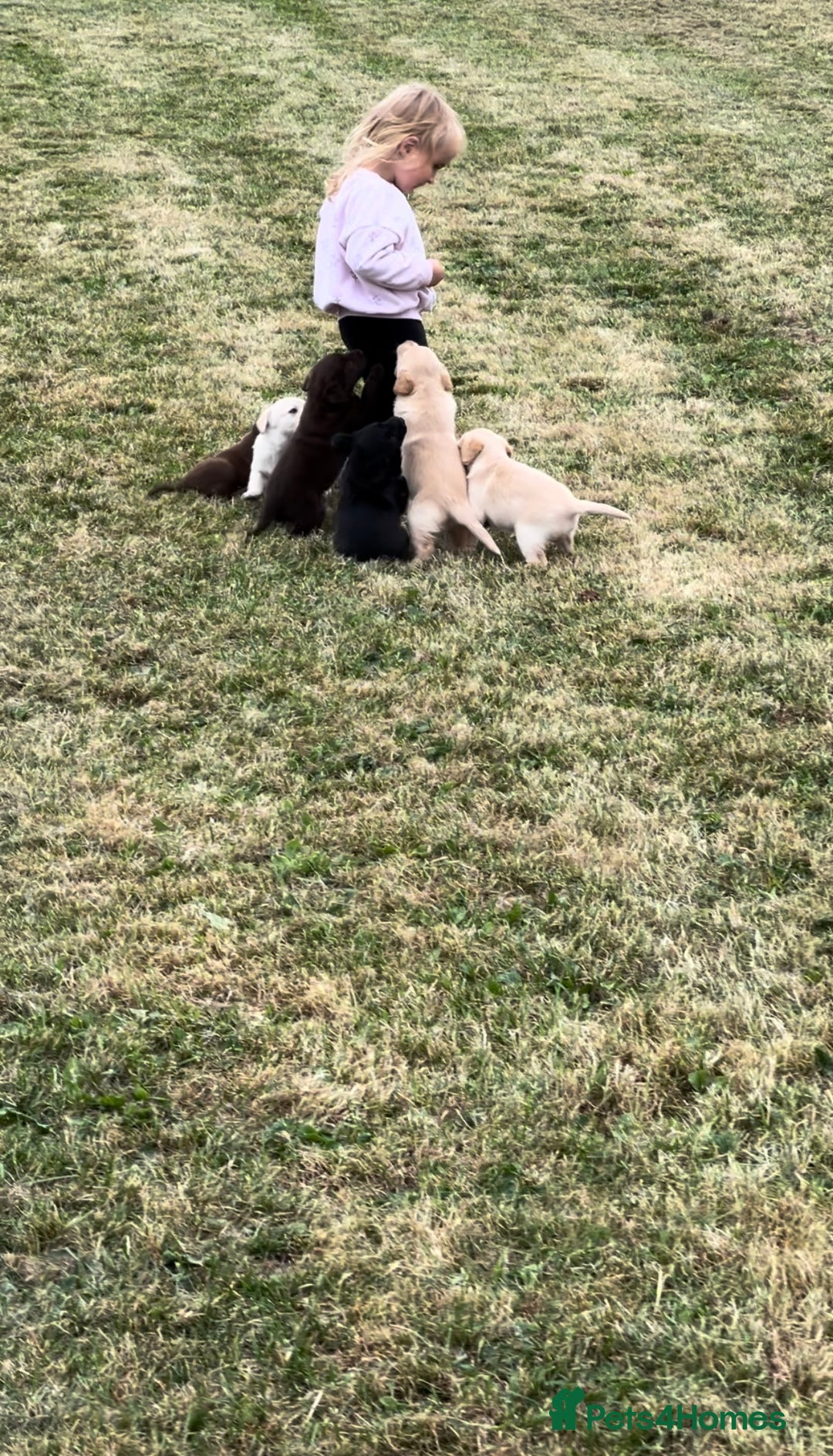 Labrador Retriever dogs for sale: Pedigree Labrador Puppies  - Image 3