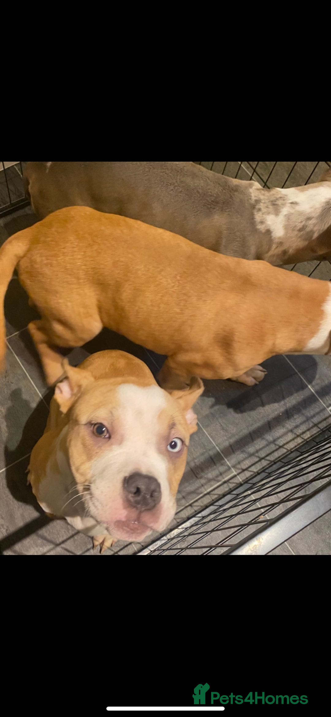 American Bully dogs for sale: American pocket bully puppies ready to go - Advert 8