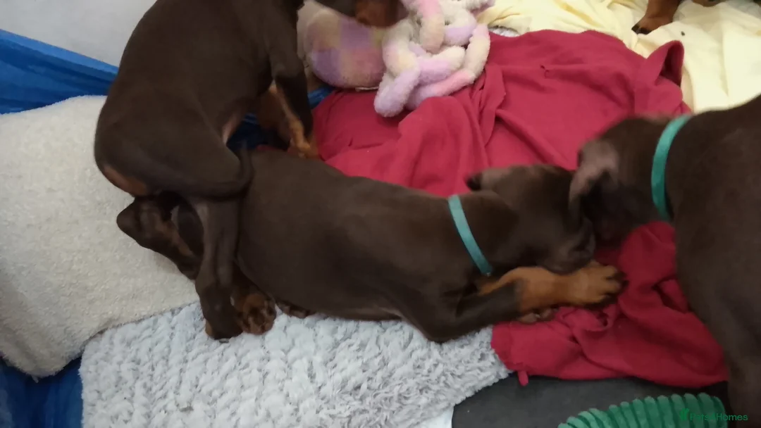 Dobermann dogs for sale: Dobermann puppies - Advert 2