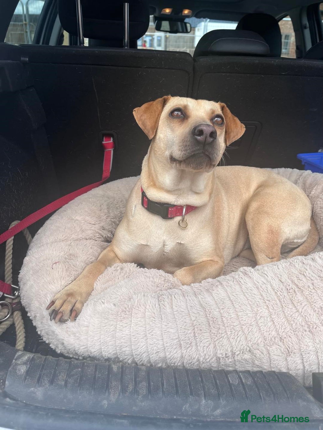 Mixed Breed dogs for adoption: Coco – 5 years old, Female, Possibly Lab Mix  - Image 1