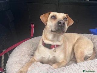 Mixed Breed dogs for adoption - Advert 1