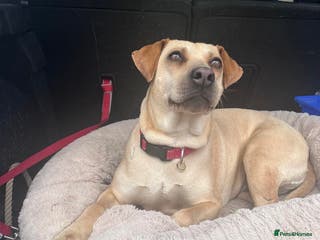 Mixed Breed dogs Coco – 5 years old, Female, Possibly Lab Mix - Advert 16