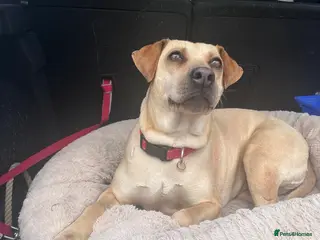 Mixed Breed dogs Coco – 5 years old, Female, Possibly Lab Mix - Advert 4