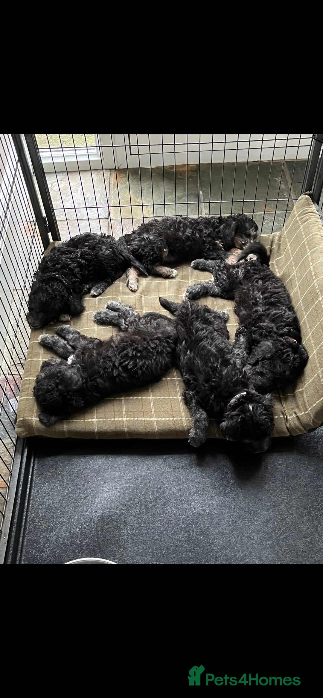 Bedlington Terrier dogs for stud: Bedlington terrier for stud in Barnsley - Image 9