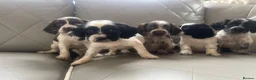 Cocker Spaniel dogs for sale: Adorable cocker spaniels  - Advert 8