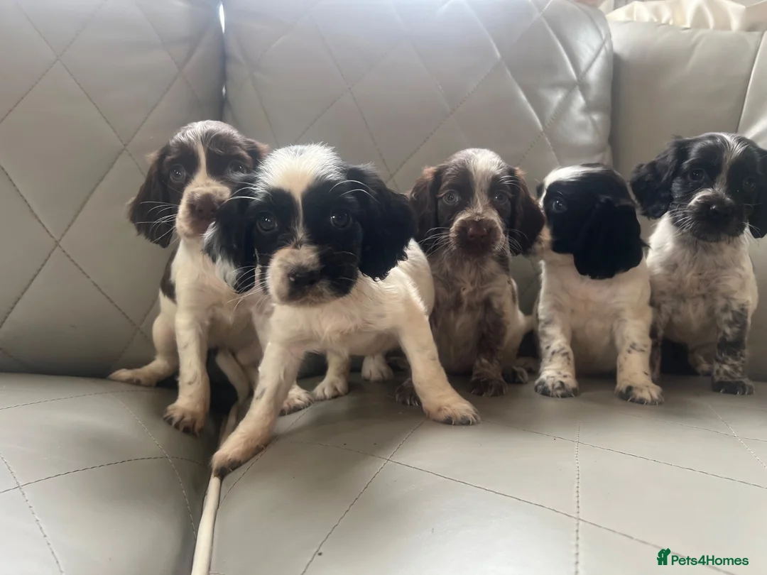 Cocker Spaniel dogs for sale: Adorable cocker spaniels  - Advert 8