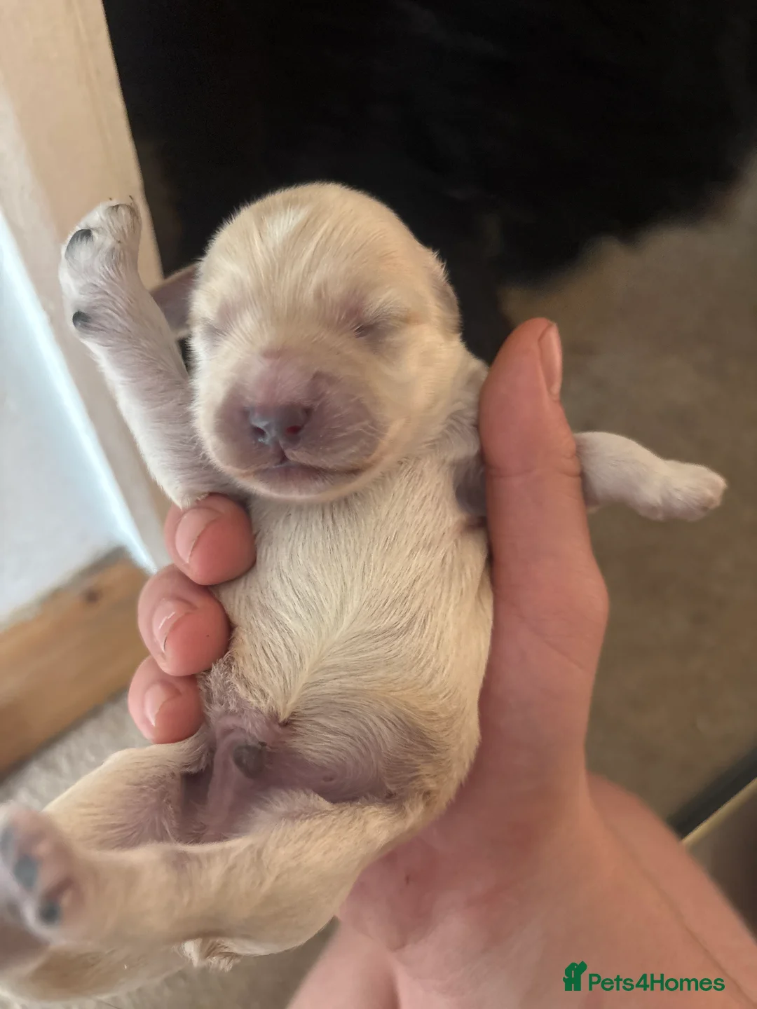 Mixed Breed dogs for sale: 5 star bred- Cream Miniature sprocker-poos!  - Advert 3