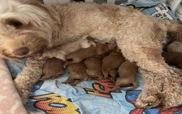 Cockapoo dogs for sale: Cockapoo F2 Puppies - Image 1