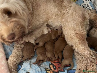 Cockapoo dogs - Advert 14