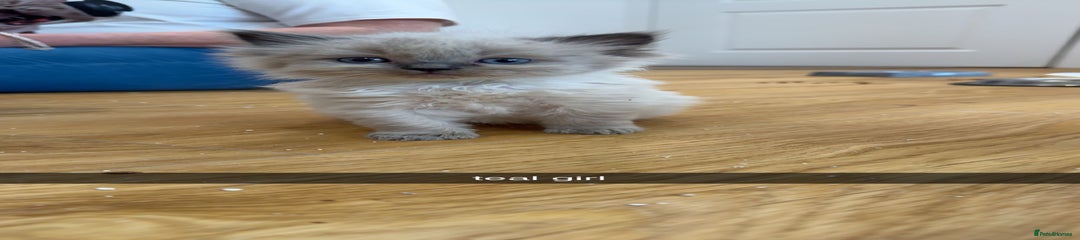 Ragdoll Kitten 5