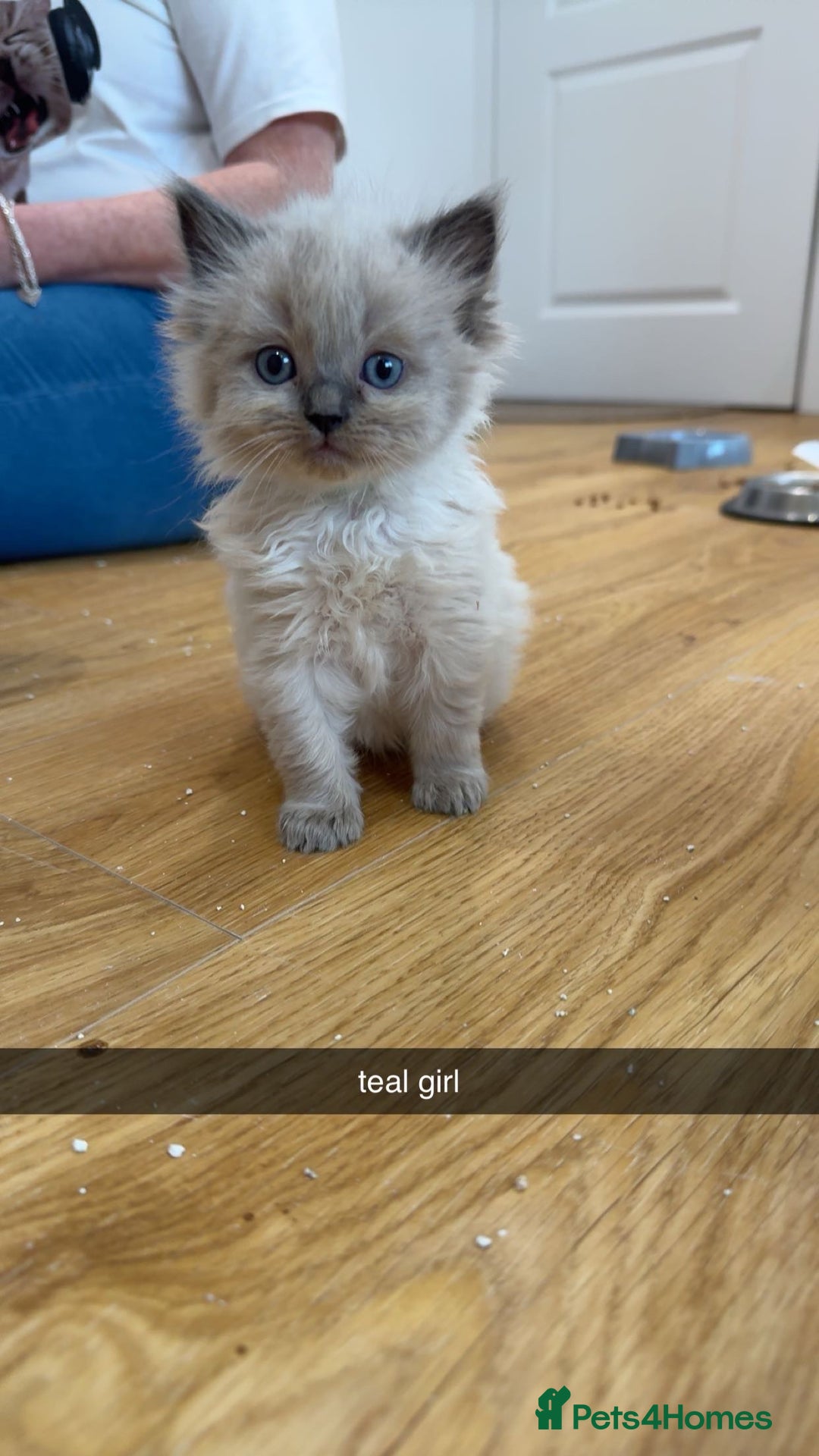 Ragdoll cats for sale: Beautiful family reared Ragdoll kittens  - Image 5