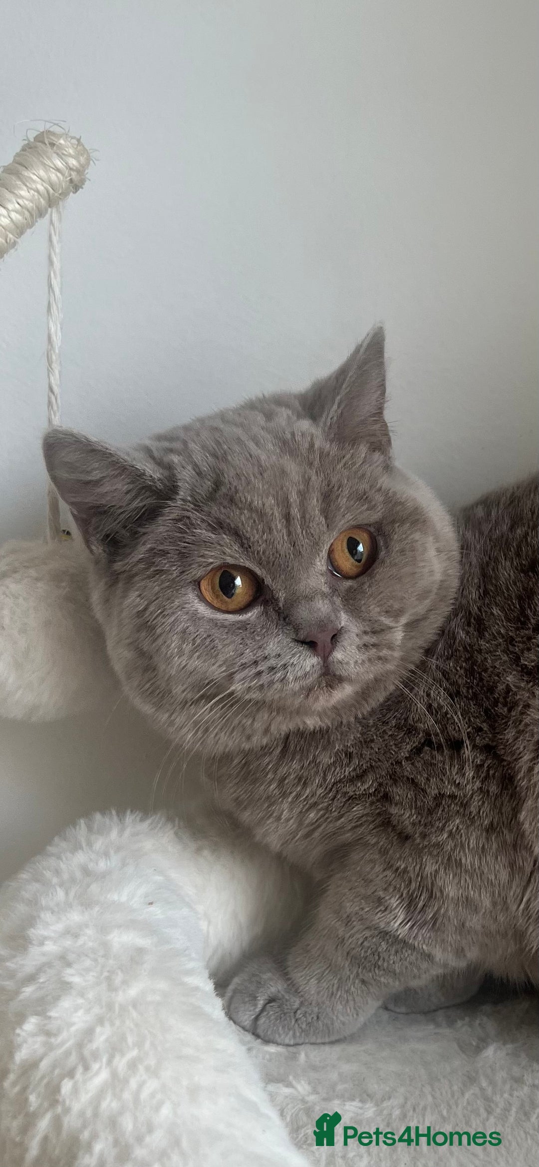 British Shorthair cats for sale: GCCF Registered Lilac British Shorthair Boy - Image 11