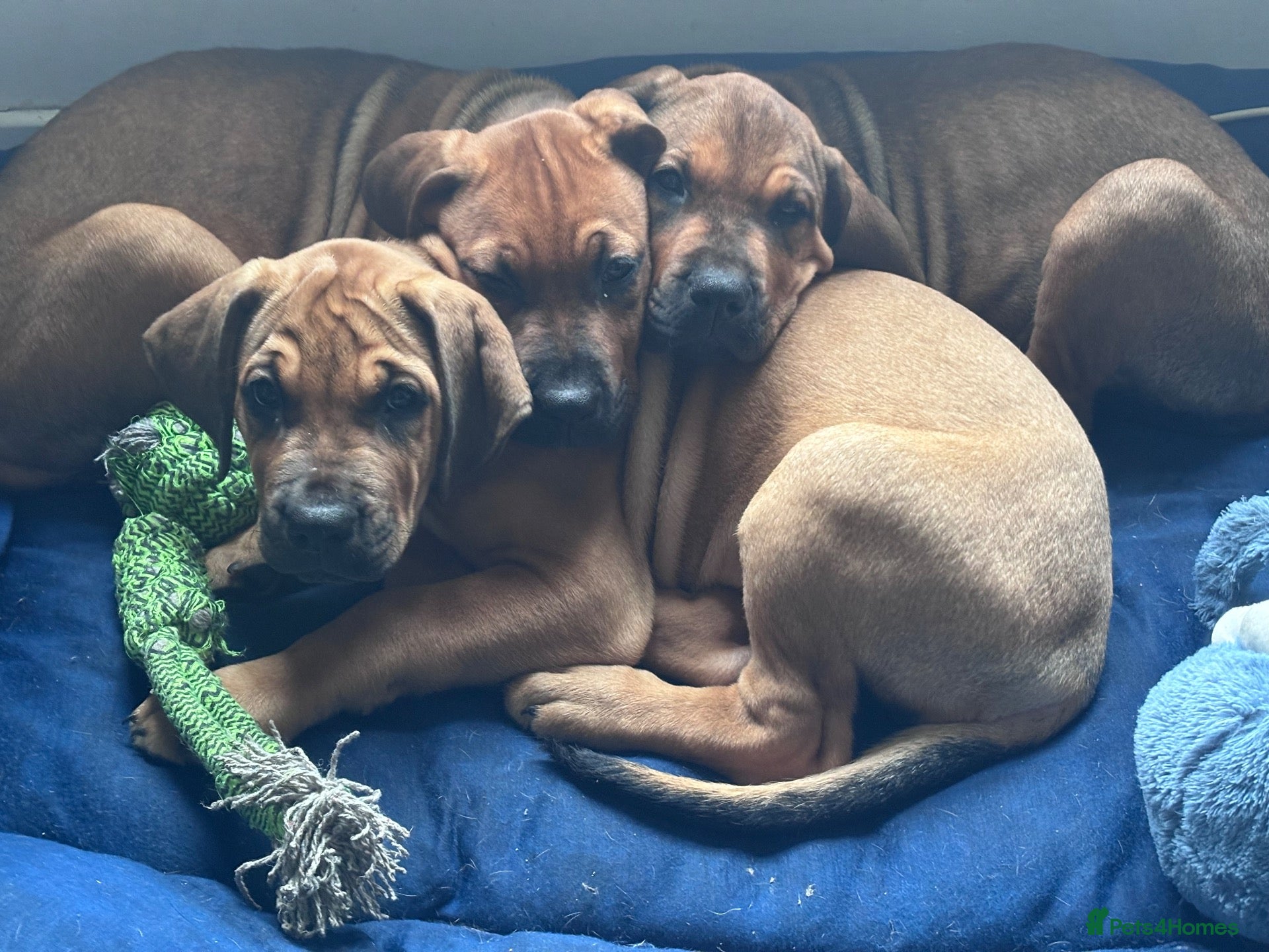 Mixed Breed dogs URGENT LAST 3 FEMALES LEFT!! Great Rottie Puppies - Advert 4