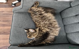 Maine Coon cats for sale: Cute Maine coon male  - Advert 5