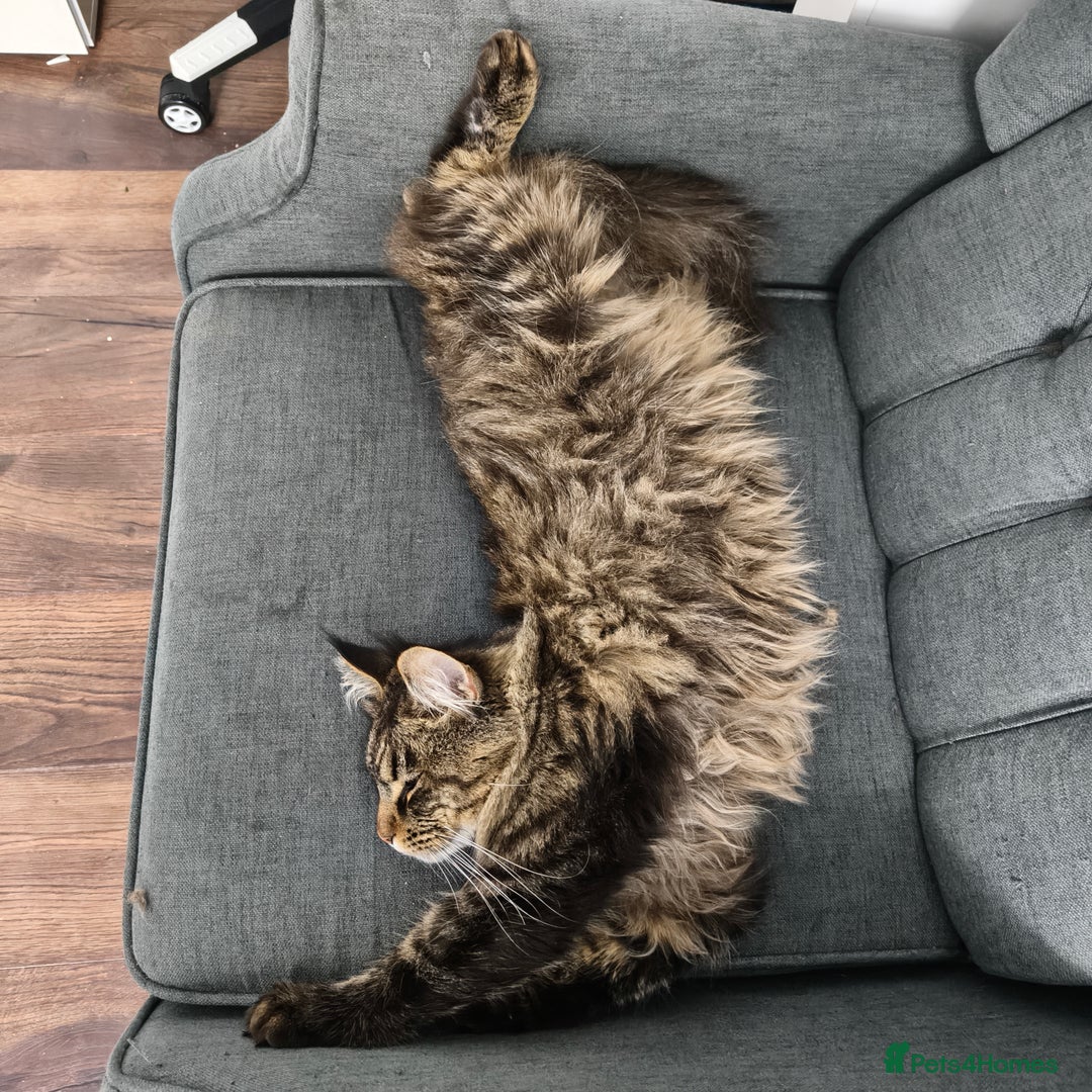 Maine Coon cats for sale: Cute Maine coon male  - Advert 5