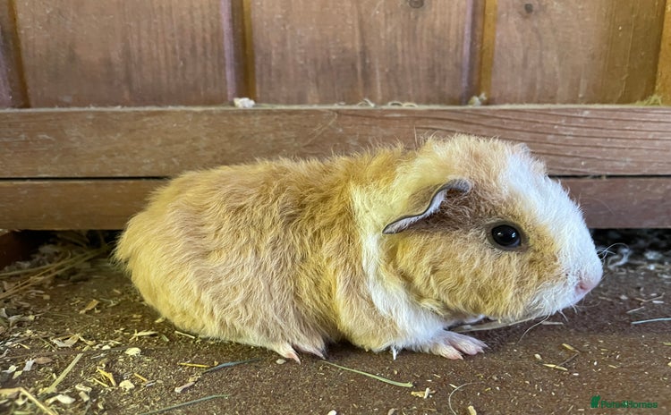 Guinea Pig rodents - Advert 6