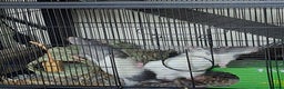 Rat rodents for sale: Male fancy rats - Advert 7