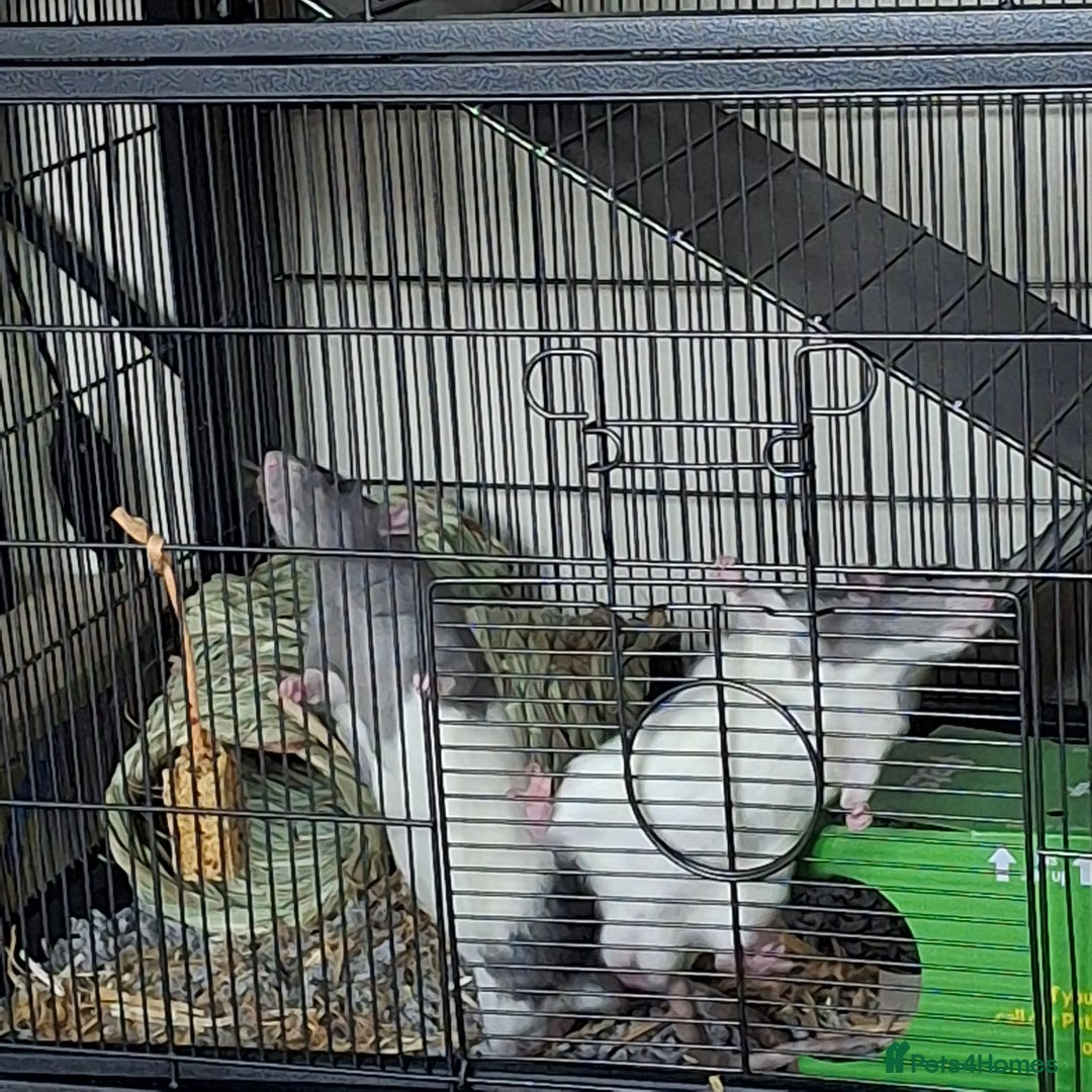 Rat rodents for sale: Male fancy rats - Advert 7