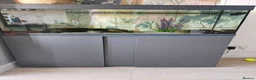 Other/Mixed Breed fish for sale: Axolotl  in Ilminster - Advert 2