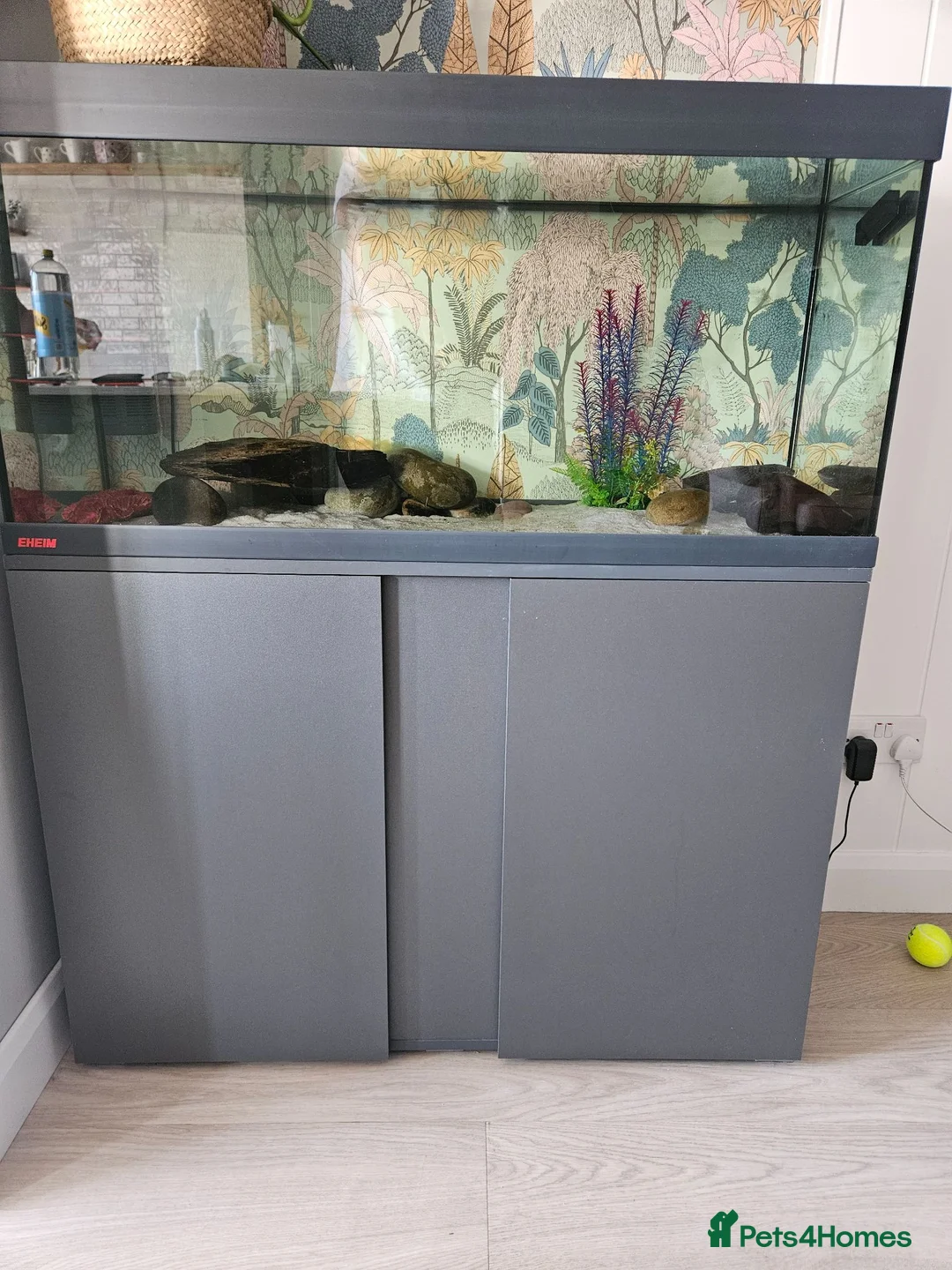 Other/Mixed Breed fish for sale: Axolotl  in Ilminster - Advert 2