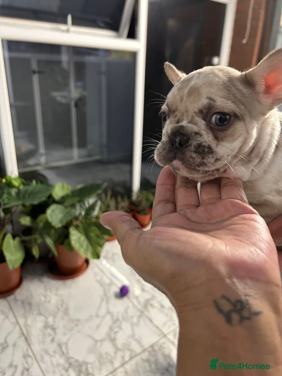 French Bulldog dogs for sale: 3 Extremely beautiful French bull terriers kc reg  - Advert 14