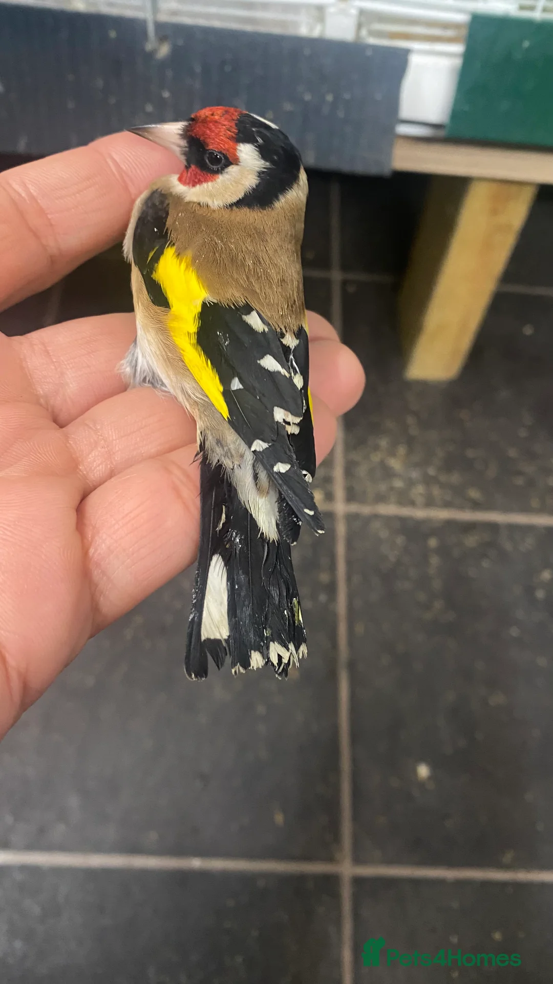 Finches birds for sale: BBC ring mae goldfinches available  - Advert 6