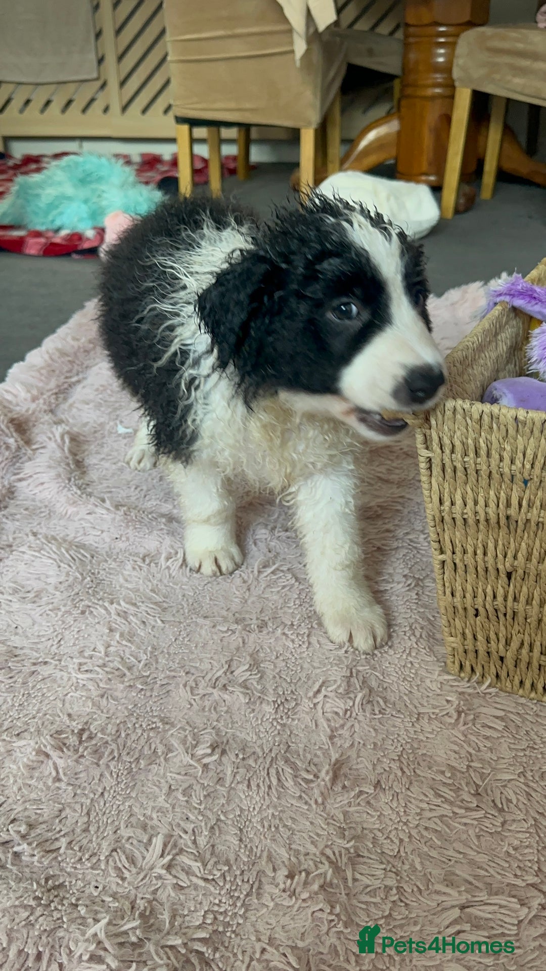 Border Collie dogs for sale: Last one boy ,rehome !International Champion line - Advert 8