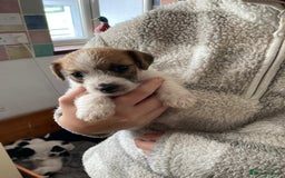Jackapoo dogs for sale: @@GORGEOUS JACKAPOO PUPPIES@@ - Image 7