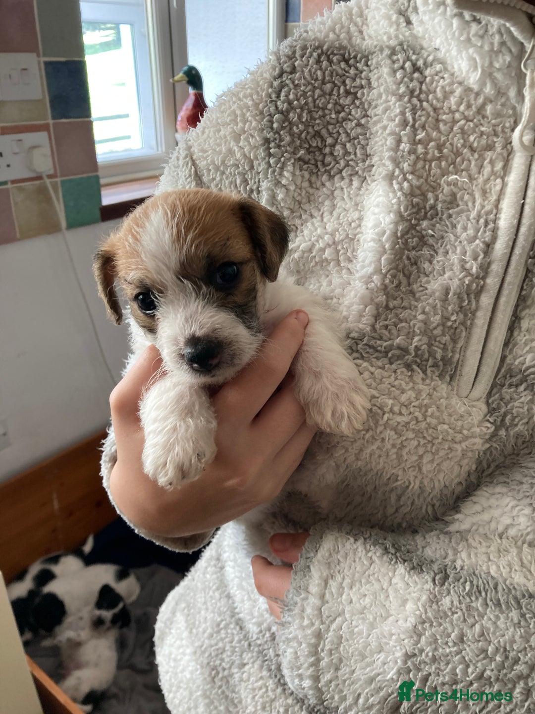 Jackapoo dogs for sale: @@GORGEOUS JACKAPOO PUPPIES@@ - Image 7