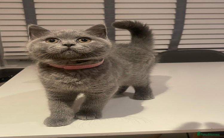 British Shorthair cats - Advert 11