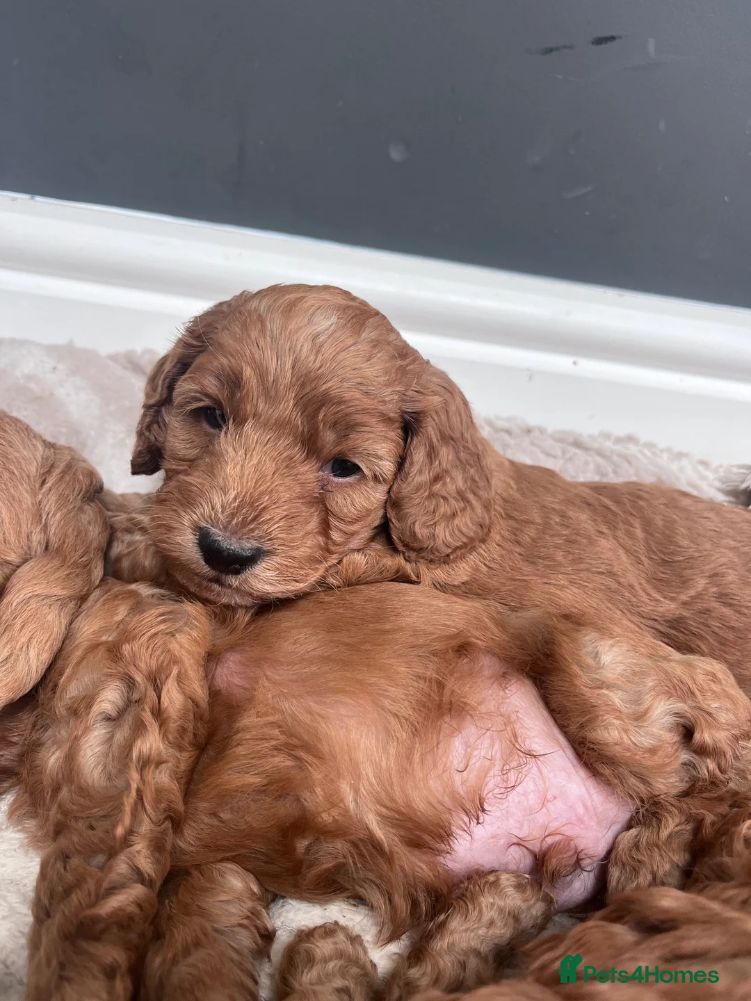 Cockapoo dogs for sale: 2 x Beautiful Male F1B Cockapoo in Eastbourne - Advert 2