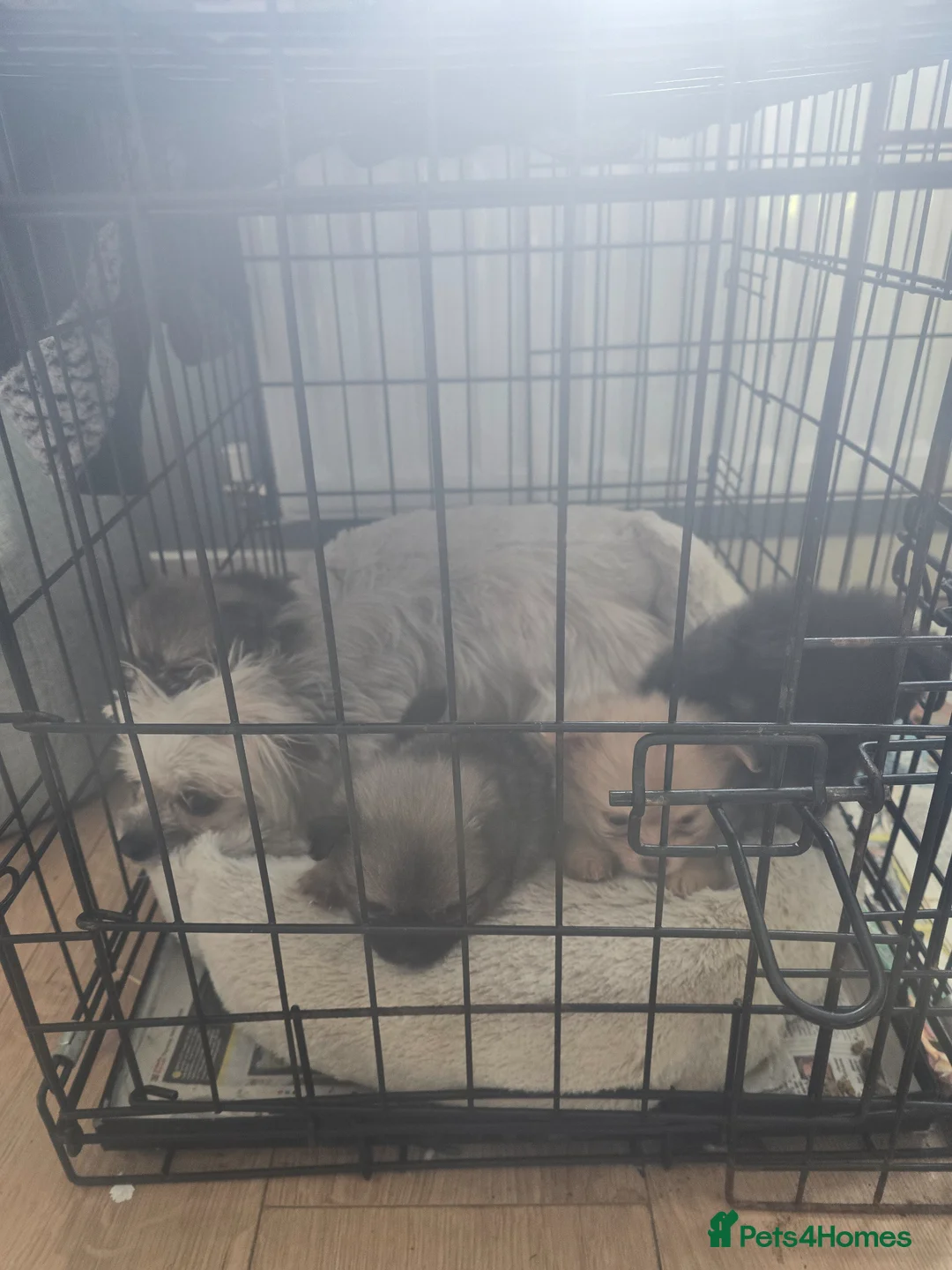 Pomchi dogs for sale: Beautiful pomchi 2 girls 2 boys - Advert 19