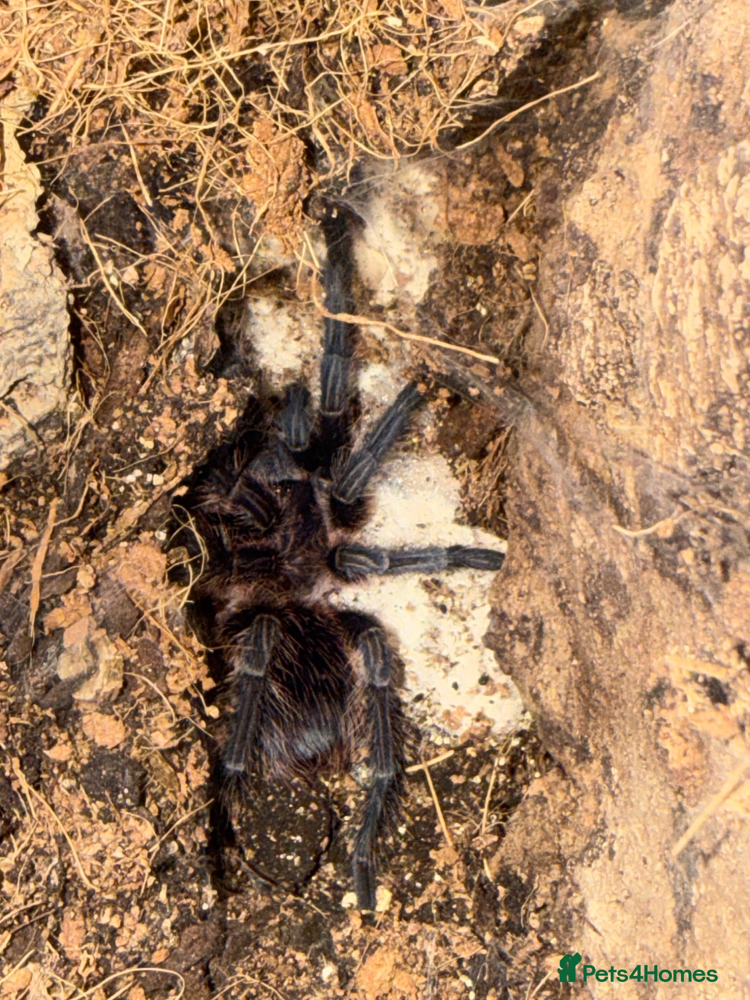 Tarantulas invertebrates Phormictopus sp. “Green/Gold - Advert 2