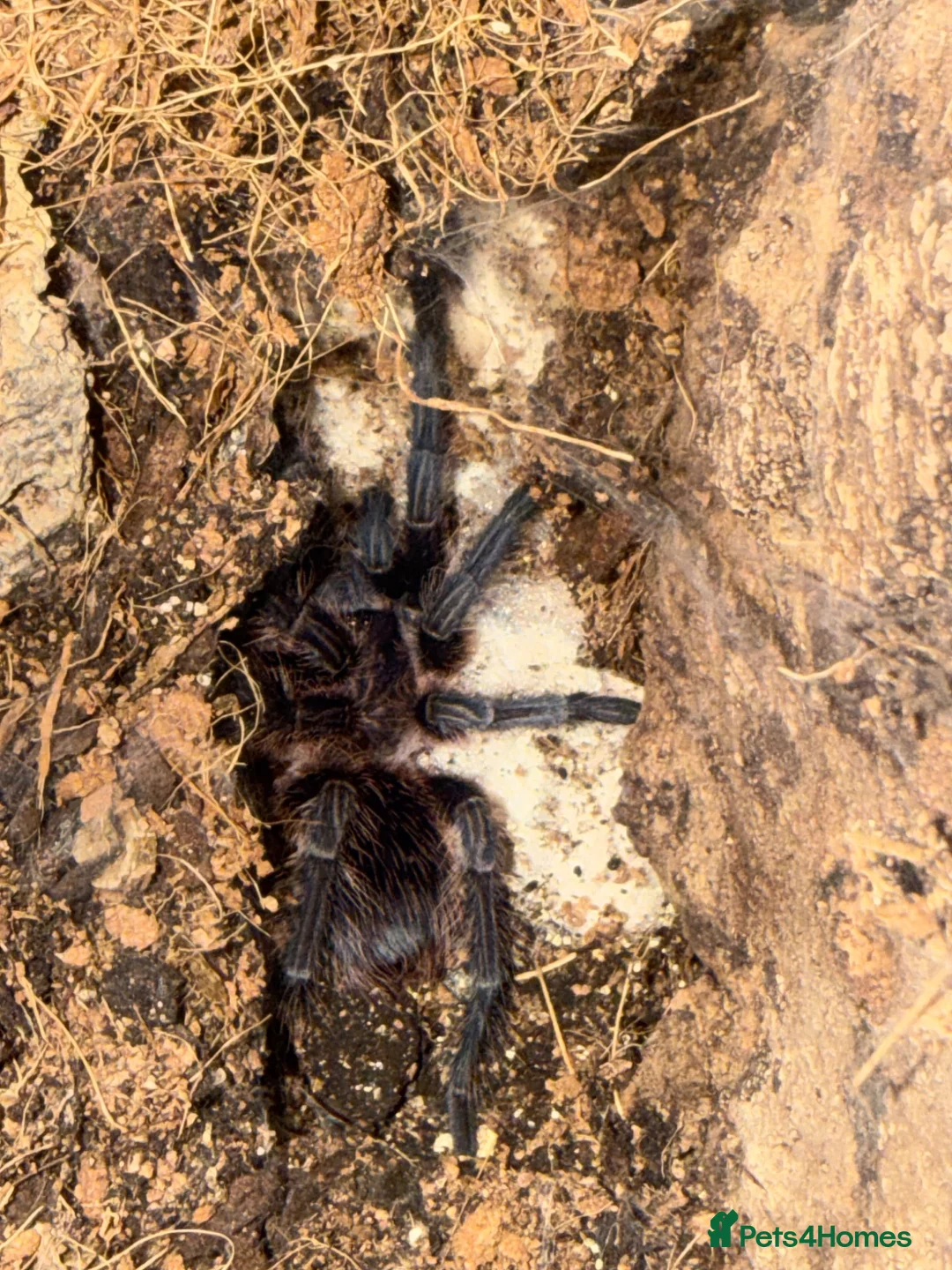 Tarantulas invertebrates for sale: Phormictopus sp. “Green/Gold in Thirsk - Advert 1