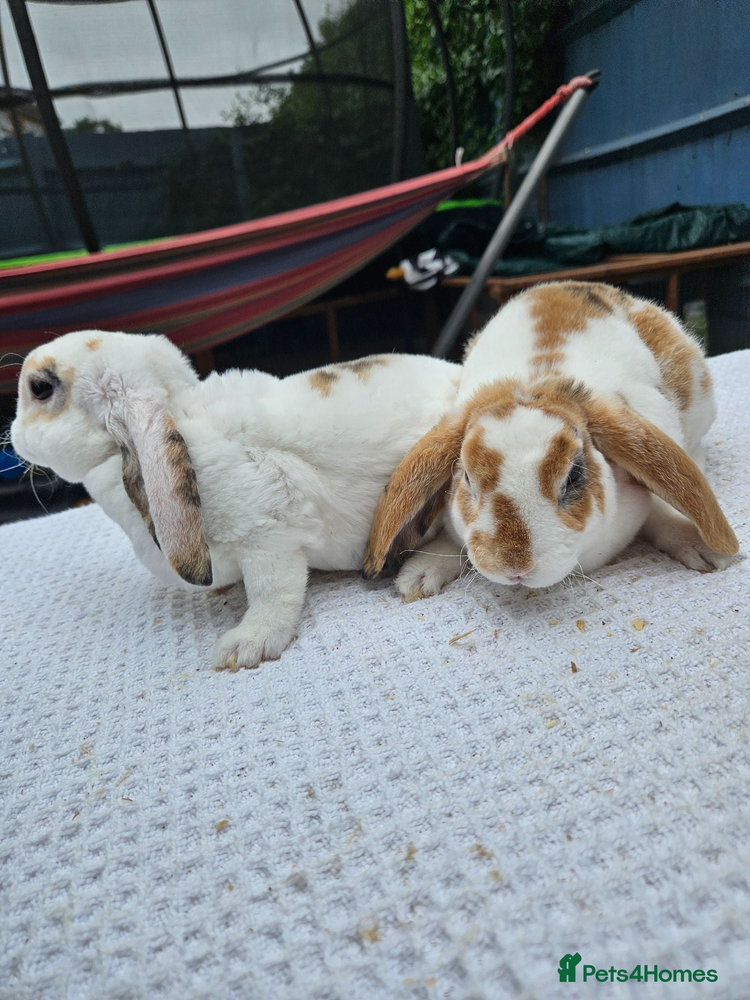 Mini Lop rabbits Pure bred Mini Plush Lops SUFFOLK PLUSH - Advert 2