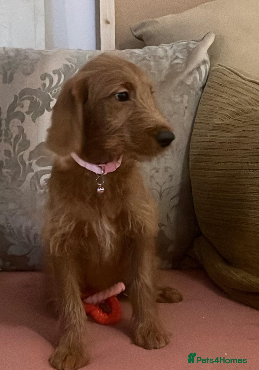 Labradoodle dogs for sale: Absolutely beautiful Labradoodles - Advert 6