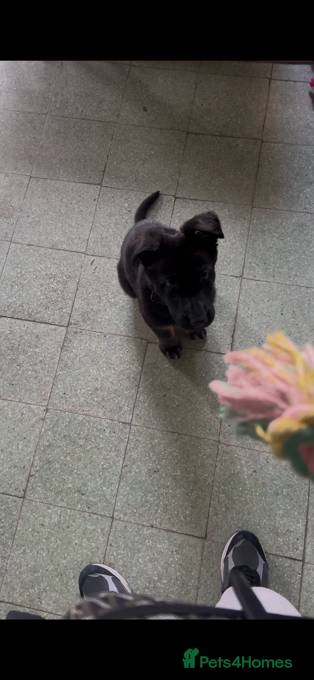 German Shepherd dogs for sale: German Shepherd 7 weeks old puppy male - Advert 5