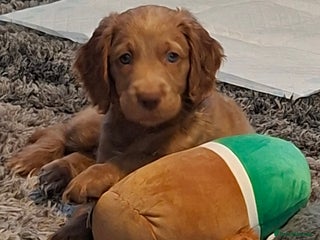 Cockapoo dogs cockerpoo puppys, 1 red boy left, ready to go now. - Advert 15