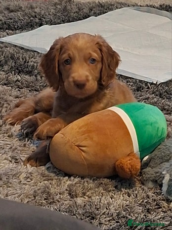 Cockapoo dogs cockerpoo puppys, 1 red boy left, ready to go now. - Advert 1