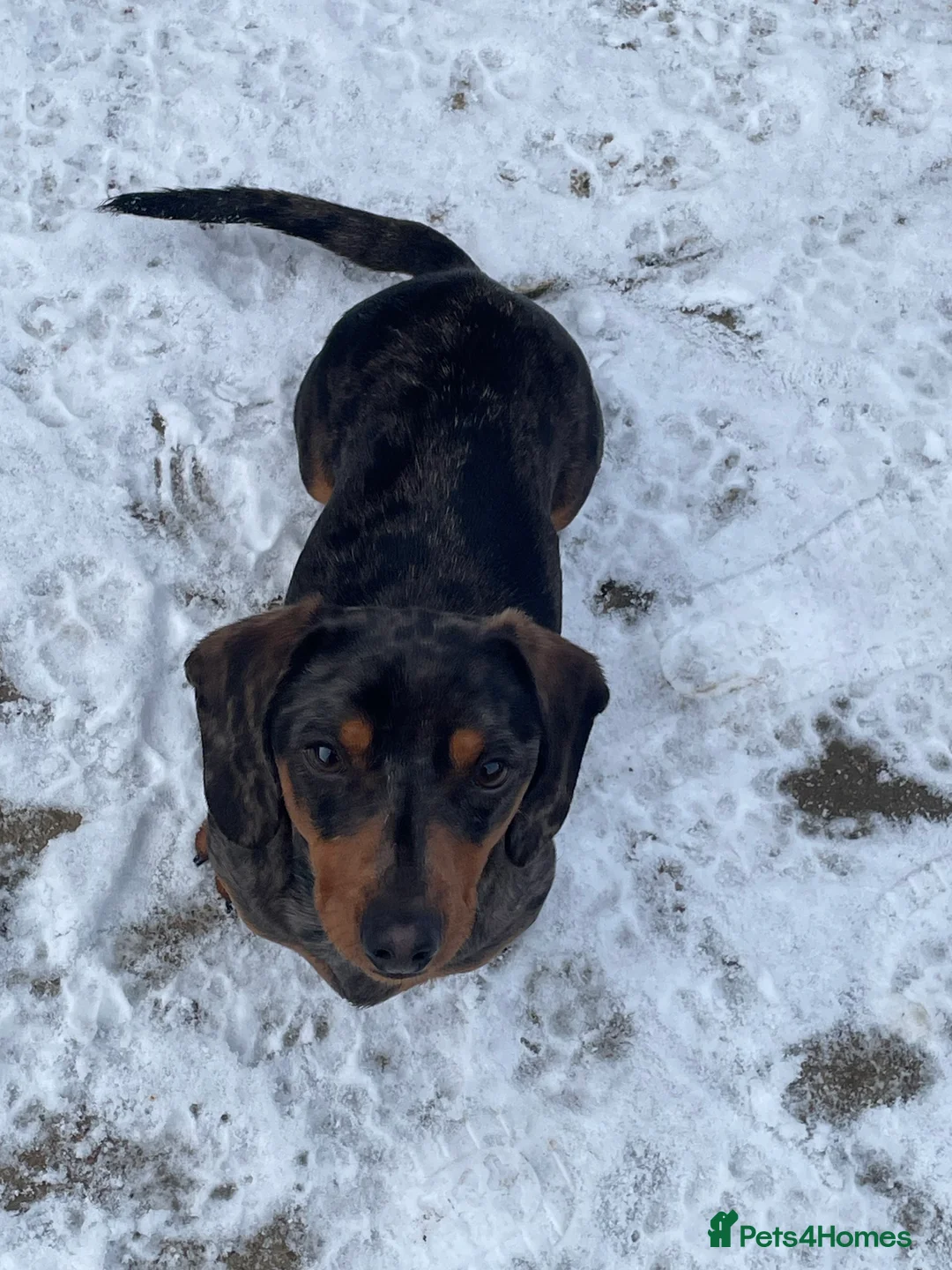 Miniature Dachshund dogs for sale: Miniature dachund  - Advert 1