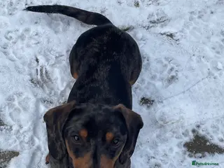 Miniature Dachshund dogs Miniature dachund - Advert 9