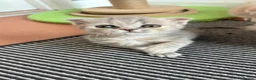 Scottish Fold cats for sale: Beautiful confident Scottish Fold/straight Kittens - Advert 5