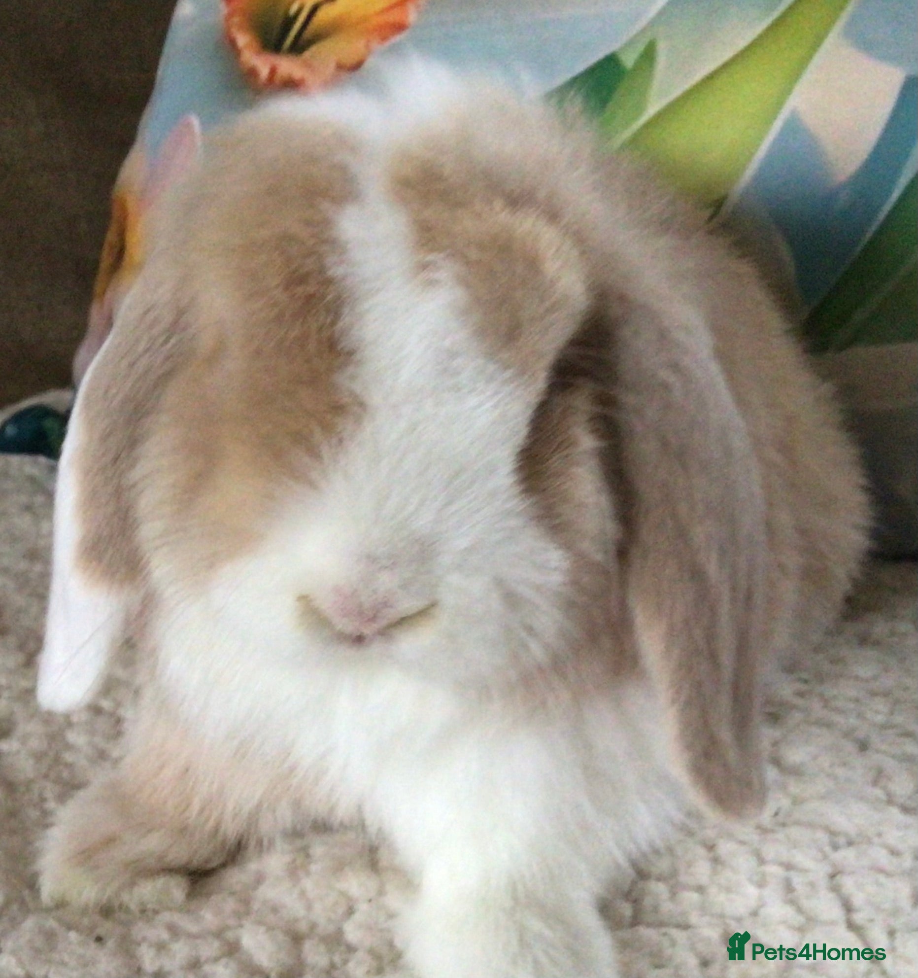 Mini Lop rabbits Mini lop buck - Advert 2