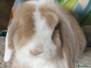 Mini Lop rabbits Mini lop buck - Advert 3
