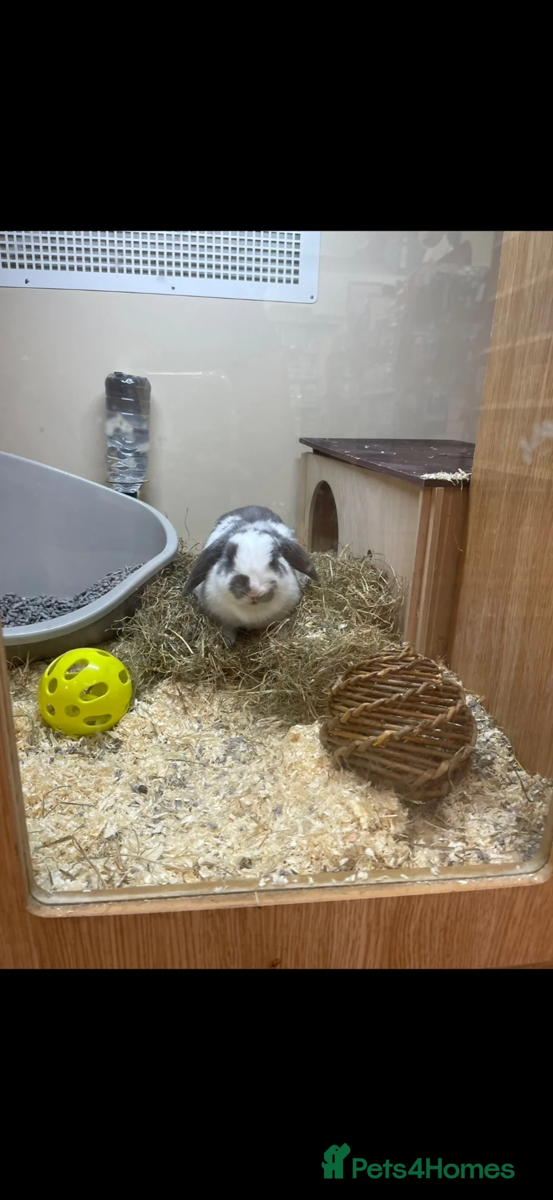 Mini Lop rabbits for sale: Female Rabbit Looking for Forever Home FREE REHOME - Advert 1